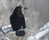 Rook, Rka  (Corvus frugilegus)..jpg