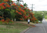 Queensland Christmas Tree at Kuranda.jpg