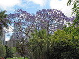 Sydney Botanical Gardens with Flowering Jacaranda.jpg