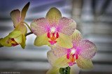 Orchid Purple_White.jpg