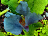 Pavot bleu de lHimalaya - Jardins de Mtis