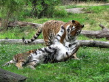 Deux tigres samusent