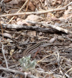 REPTILE - LIZARD - CNEMIDOPHORUS UNIPARENS - DESERT GRASSLAND WHIPTAIL - ALL FEMALE - DRIPPING SPRING NEW MEXICO.JPG
