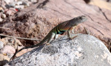 REPTILE - LIZARD - COPHOSAURUS TEXANUS - GREATER EARLESS LIZARD - DRIPPING SPRING NEW MEXICO (11).JPG