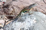 REPTILE - LIZARD - COPHOSAURUS TEXANUS - GREATER EARLESS LIZARD - DRIPPING SPRING NEW MEXICO (14).JPG