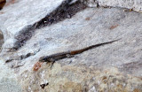 REPTILE - LIZARD - FENCE LIZARD SPECIES - ELEPHANT BUTTE NEW MEXICO (3).JPG