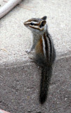 RODENT - CHIPMUNK - GREY-FOOTED CHIPMUNK - SACRAMENTO MOUNTAINS NEW MEXICO (10).JPG