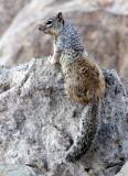 RODENT - SQUIRREL - ROCK SQUIRREL - ELEPHANT BUTTE NEW MEXICO - DAM SITE MARINA (2).JPG