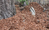 RODENT - SQUIRREL - SACRAMENTO MOUNTAINS RED SQUIRREL - SACRAMENTO MOUNTAINS NEW MEXICO (10).JPG