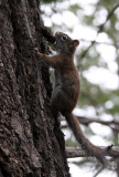 RODENT - SQUIRREL - SACRAMENTO MOUNTAINS RED SQUIRREL - SACRAMENTO MOUNTAINS NEW MEXICO (6).JPG