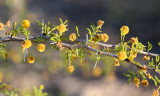 FABACEAE - ACACIA CONSTRICTA - WHITETHORN ACACIA - AGUIRRE SPRINGS NEW MEXICO (2).JPG