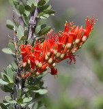 FOUQUIERIACEAE - FOUGUIERIA SPLENDENS - OCOTILLO - DRIPPING SPRING NEW MEXICO.JPG