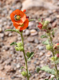 MALVACEAE - Sphaeralcea ambigua - DESERT MALLOW - DRIPPING SPRING NEW MEXICO.JPG