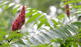 ACACARDIACAEA - SUMAC SPECIES - MCKEE MARSH ILLINOIS.JPG