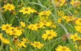 ASTERACEAE - COREOPSIS PALMATA - PRAIRIE COREOPSIS - MORTON ARBORETUM ILLINOIS.JPG
