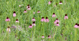 ASTERACEAE - ECHINACEA PALLIDA - PALE PURPLE CONEFLOWER - MORTON ARBORETUM ILLINOIS (3).JPG
