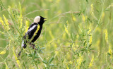 BIRD - BOBOLINK - MCKEE MARSH ILLINOIS (12).JPG