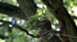 BIRD - BUNTING - INDIGO BUNTING - LINCOLN MARSH ILLINOIS (8).JPG