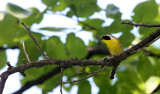 BIRD - COMMON YELLOWTHROAT - LINCOLN MARSH ILLINOIS (4).JPG