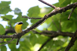 BIRD - COMMON YELLOWTHROAT - LINCOLN MARSH ILLINOIS (6).JPG