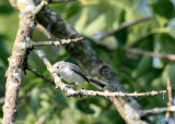 BIRD - GNATCATCHER - BLUE-GRAY GNATCATCHER - MCKEE MARSH ILLINOIS.JPG