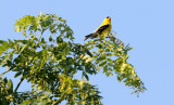 BIRD - GOLDFINCH - AMERICAN GOLDFINCH - MCKEE MARSH ILLINOIS (10).JPG