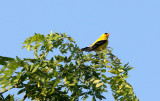 BIRD - GOLDFINCH - AMERICAN GOLDFINCH - MCKEE MARSH ILLINOIS (7).JPG