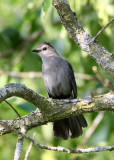 BIRD - GRAY CATBIRD - MCKEE MARSH ILLINOIS (5).JPG