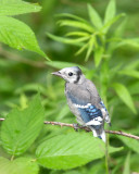 BIRD - JAY - BLUE JAY - MCKEE MARSH ILLINOIS (5).JPG