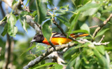 BIRD - ORIOLE - BALTIMORE ORIOLE - MCKEE MARSH ILLINOIS (2).JPG