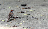 BIRD - SPARROW - CHIPPING SPARROW - WHEATON ILLINOIS (3).JPG