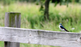 BIRD - SWALLOW - TREE SWALLOW - MCKEE MARSH ILLINOIS (3).JPG