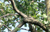 BIRD - WOODPECKER - RED-BELLIED WOODPECKER - MCKEE MARSH ILLINOIS (4).JPG