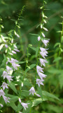 CAMPANULACEAE - CAMPANULA SPECIES - BLUEBELLS - LINCOLN MARSH ILLINOIS.JPG