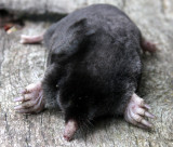 INSECTIVORA - MOLE - TOWNSEND'S MOLE - SCAPANUS TOWNSENDII - LAKE FARM TRAILS WASHINGTON (14).JPG
