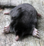 INSECTIVORA - MOLE - TOWNSEND'S MOLE - SCAPANUS TOWNSENDII - LAKE FARM TRAILS WASHINGTON (14).JPG