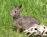 LAGOMORPH - RABBIT - EASTERN COTTONTAIL RABBIT - LINCOLN MARSH ILLINOIS (7).JPG