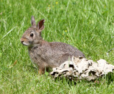 LAGOMORPH - RABBIT - EASTERN COTTONTAIL RABBIT - LINCOLN MARSH ILLINOIS.JPG