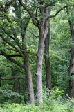 MCKEE MARSH ILLINOIS - FOREST SCENE - OAK-HICKORY FORESTS (3).JPG