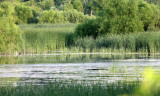 MCKEE MARSH ILLINOIS - SCENES (3).JPG