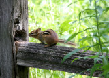 RODENT - CHIPMUNK - EASTERN CHIPMUNK - LINCOLN MARSH ILLINOIS (4).JPG