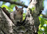 RODENT - SQUIRREL - EASTERN FOX SQUIRREL - LINCOLN MARSH ILLINOIS (2).JPG