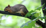 RODENT - SQUIRREL - EASTERN FOX SQUIRREL - MORTON ARBORETUM ILLINOIS (2).JPG