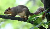 RODENT - SQUIRREL - EASTERN FOX SQUIRREL - MORTON ARBORETUM ILLINOIS (5).JPG