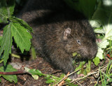 RODENT - MOUNTAIN BEAVER - LAKE FARM WASHINGTON 5.JPG