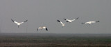 BIRD - CRANE - SIBERIAN CRANE - GRUS LEUCOGERANUS - POYANG LAKE, JIANGXI PROVINCE, CHINA (51).JPG