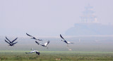 BIRD - CRANE - WHITE-NAPED - GRUS VIPIO - POYANG LAKE RESERVE POYANG LAKE, JIANGXI PROVINCE, CHINA (58).JPG