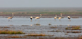 BIRD - CRANE - WHITE-NAPED - GRUS VIPIO - POYANG LAKE, JIANGXI PROVINCE, CHINA (99).JPG