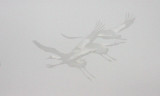 BIRD - CRANE - WHITE-NAPED - GRUS VIPIO - POYANG LAKE, JIANGXI PROVINCE, CHINA - SOMS DREAM CRANES (10).jpg