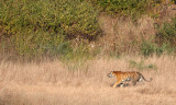 FELID - TIGER - OUR FIRST - KANHA NATIONAL PARK INDIA (16).JPG